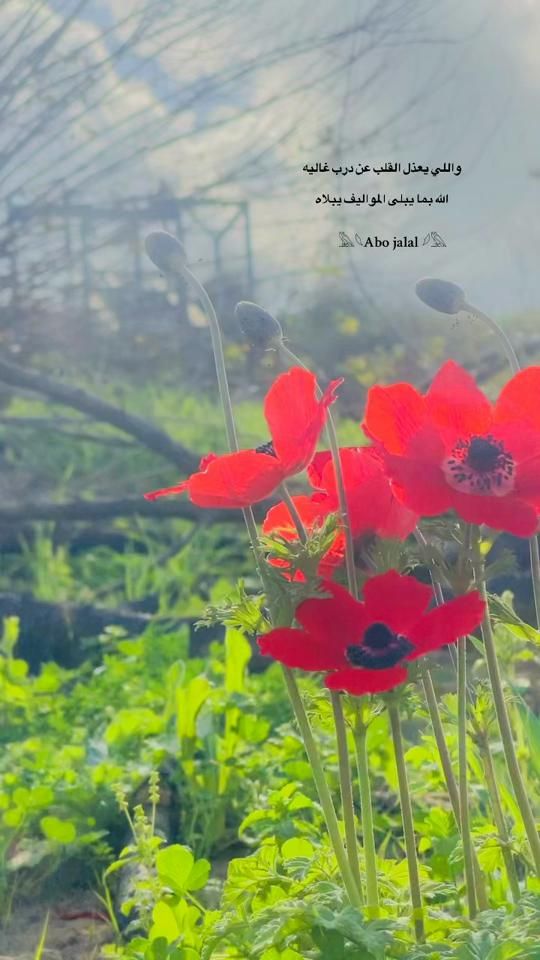 TikTok video thumbnail by apo_jalal