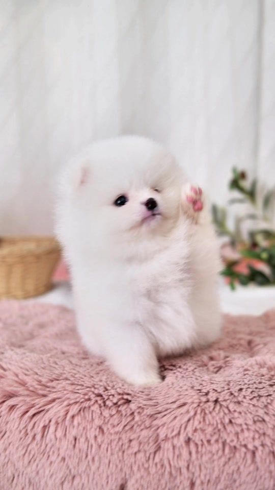 TikTok video thumbnail by cheezepompuppy