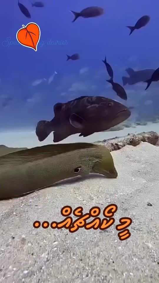 TikTok video thumbnail by shaggythill