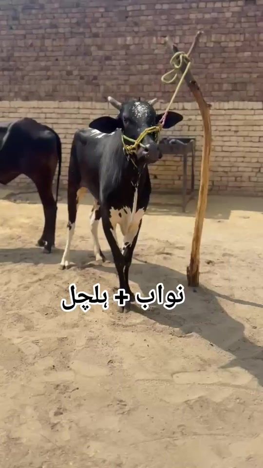 TikTok video thumbnail by boldanalyjutt