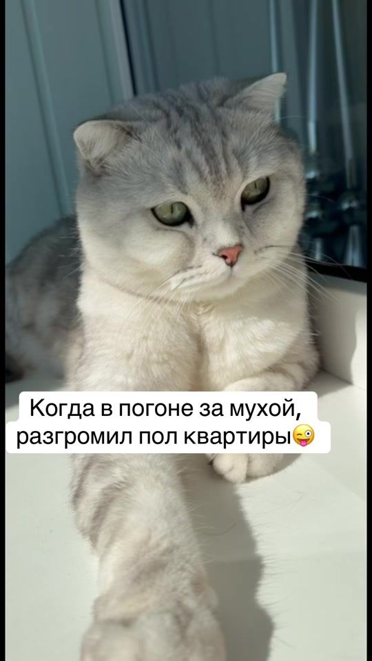 TikTok video thumbnail by prynik14