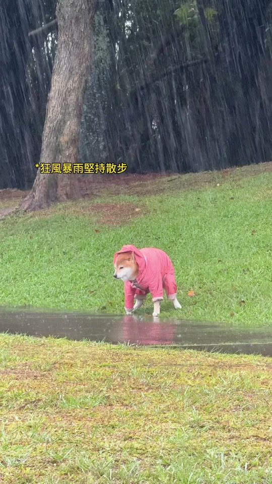 TikTok video thumbnail by chaku_chai