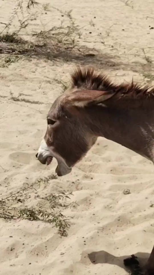 TikTok video thumbnail by donkeys..hy
