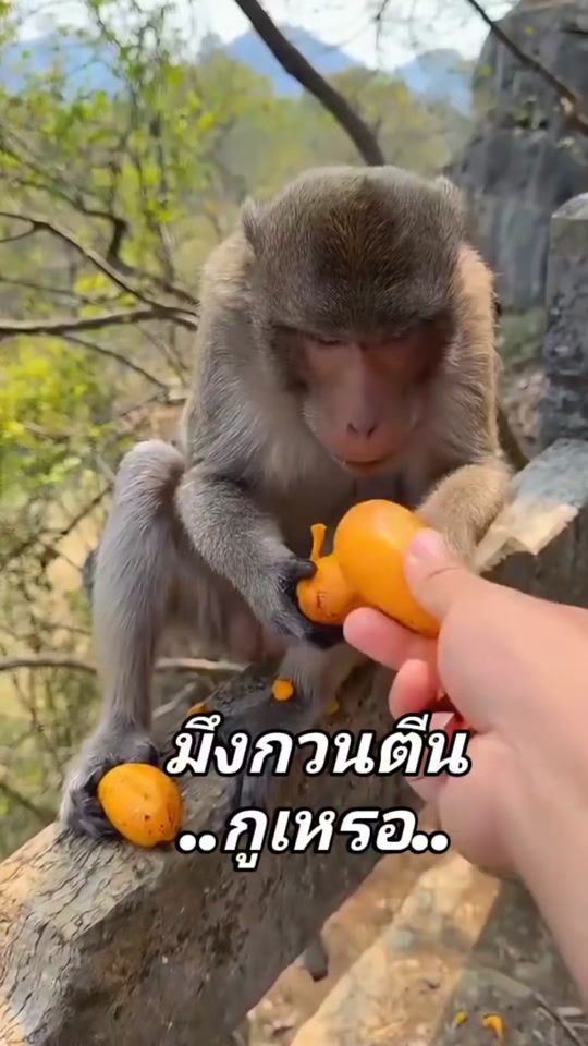 TikTok video thumbnail by phithaemjaekha