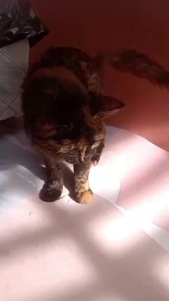 TikTok video thumbnail by jeon_julia40