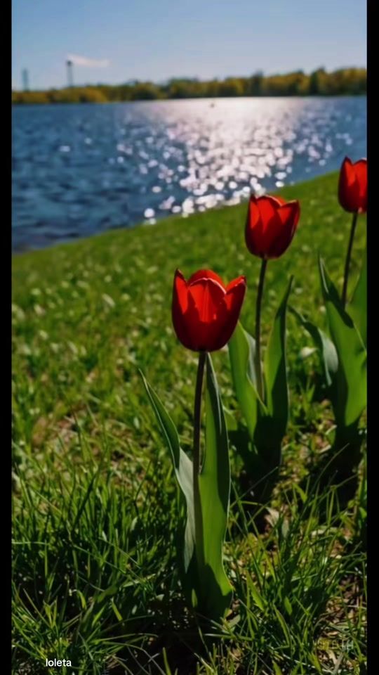 TikTok video thumbnail by loleta834