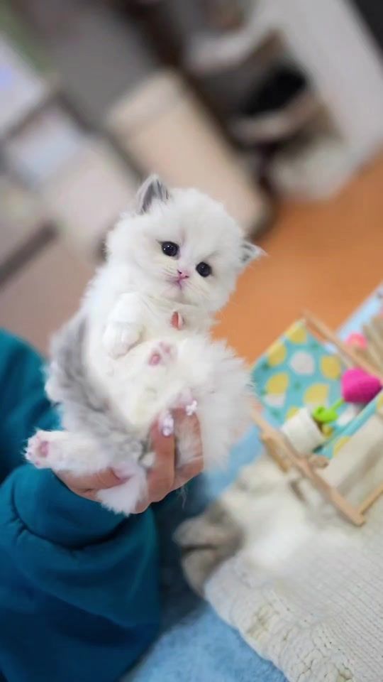 TikTok video thumbnail by catfriends1004
