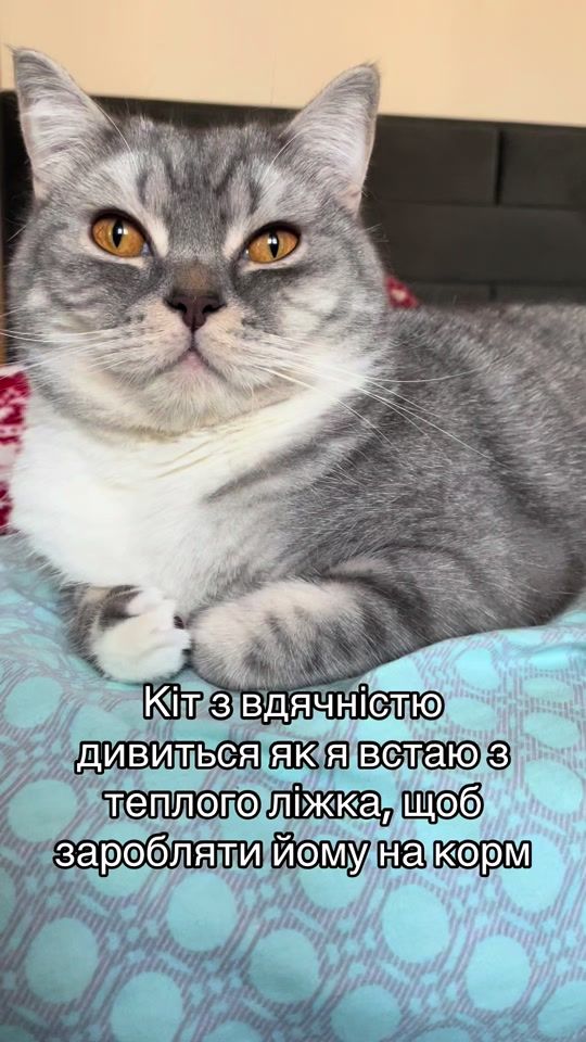 TikTok video thumbnail by mercedes_thecat