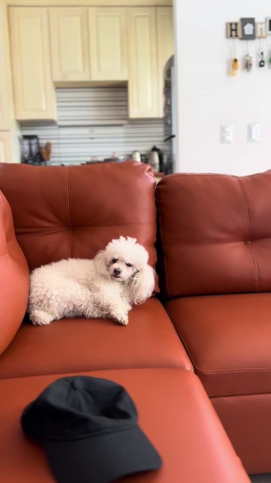 TikTok video thumbnail by julio_herrera77