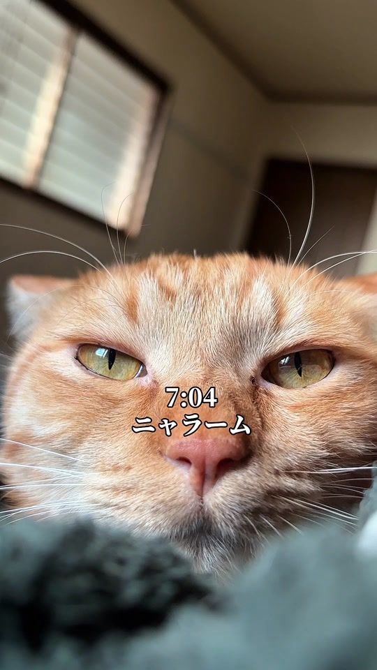 TikTok video thumbnail by tsuna_cat