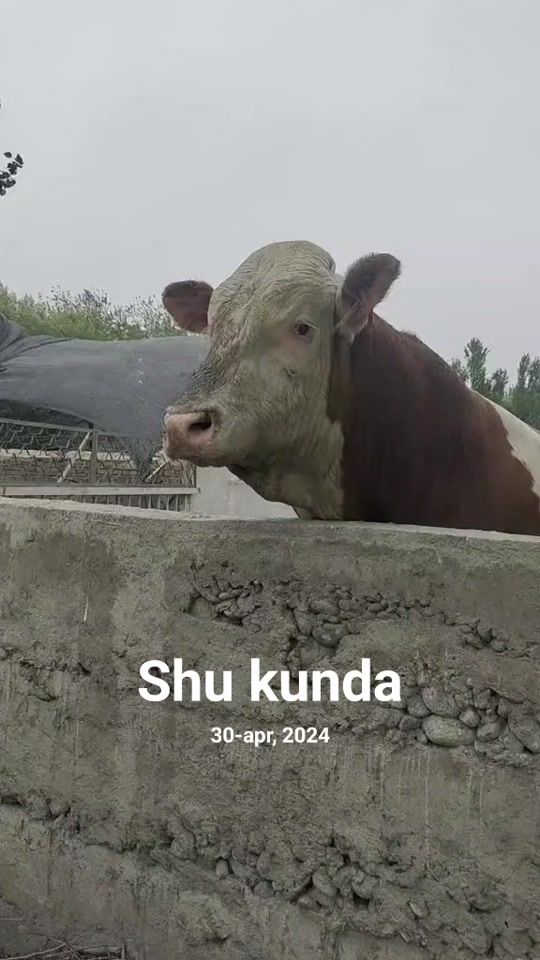 TikTok video thumbnail by anvarjon_5003