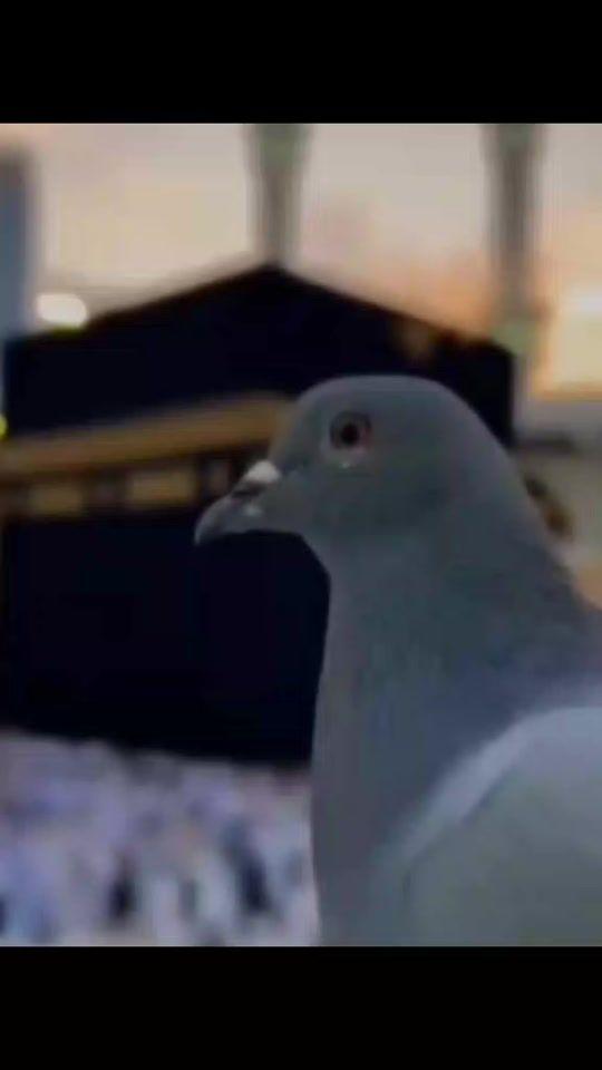 TikTok video thumbnail by user47830906756377