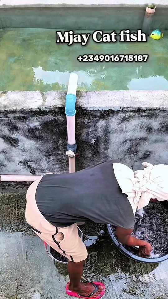 TikTok video thumbnail by mjay.catfish