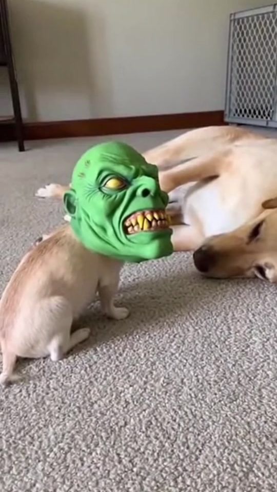 TikTok video thumbnail by thadanich8888