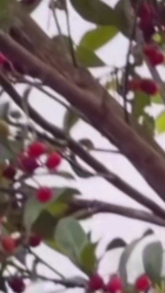 TikTok video thumbnail by tirthaprasadadh18