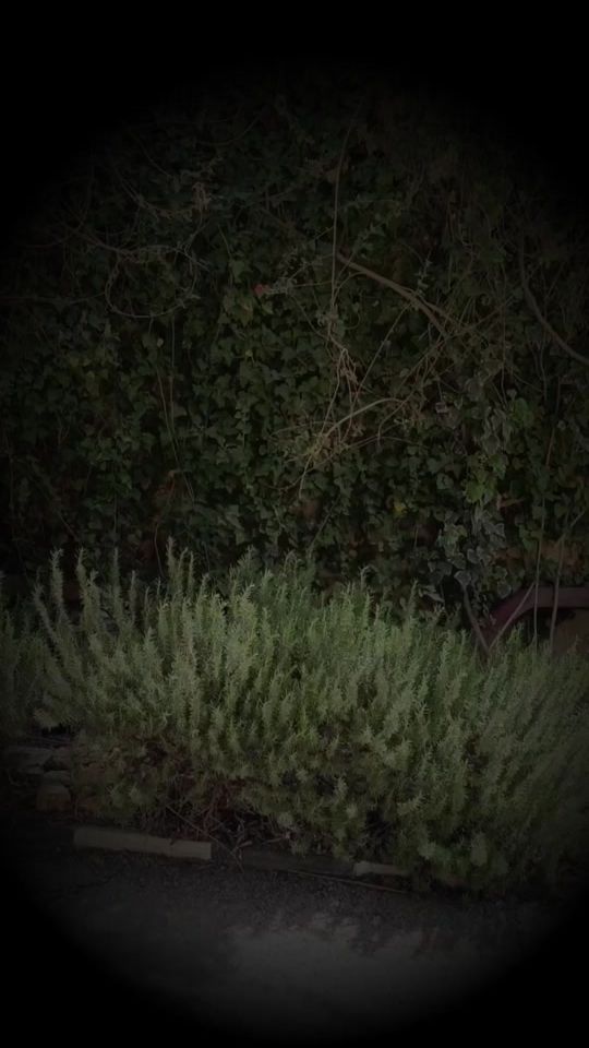 TikTok video thumbnail by wgafat