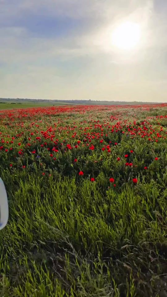 TikTok video thumbnail by ramzan_gafurov