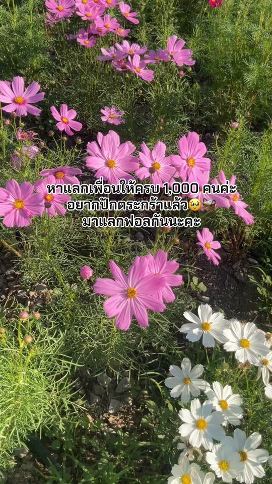 TikTok video thumbnail by namphet2031