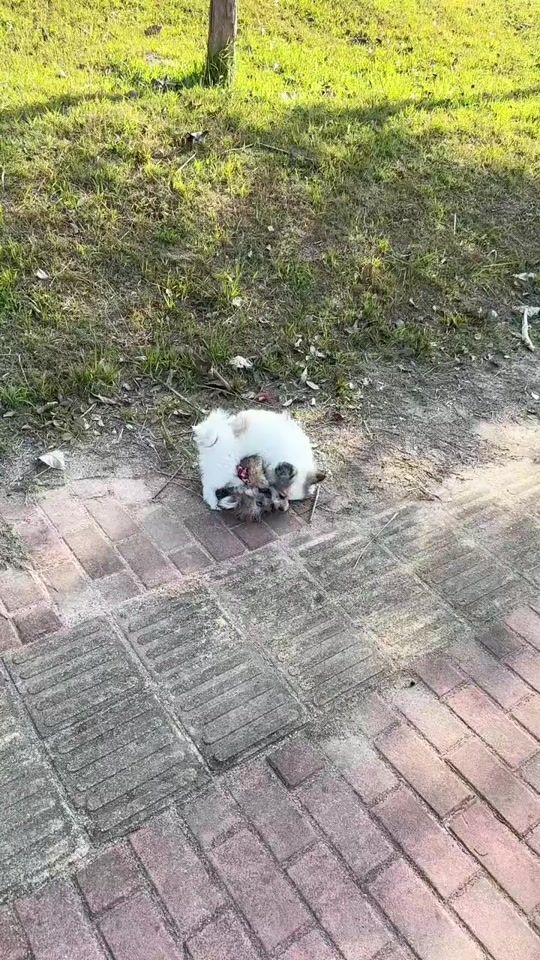 TikTok video thumbnail by dongquew