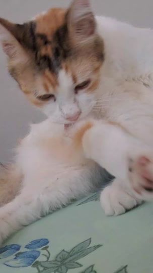 TikTok video thumbnail by salimasalima34