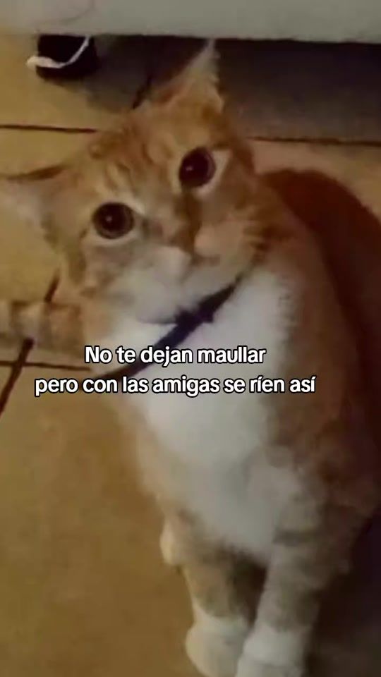 TikTok video thumbnail by funnykcats