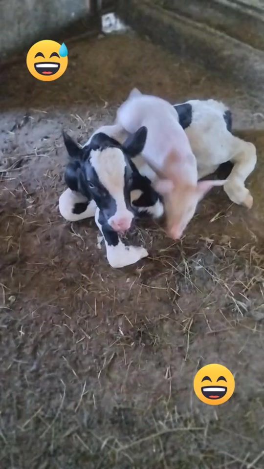 TikTok video thumbnail by gabriel777prisneac