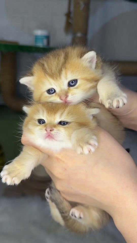 TikTok video thumbnail by limoncikcat