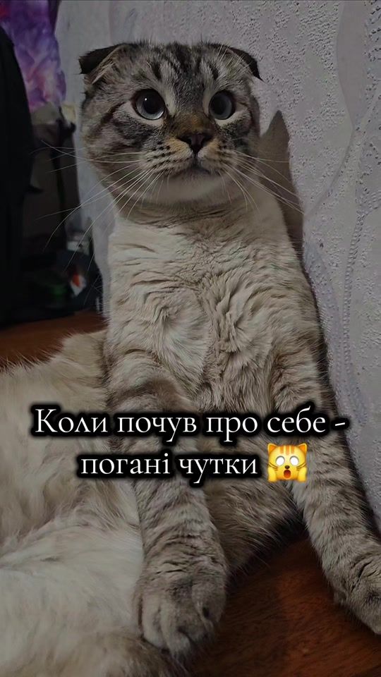 TikTok video thumbnail by cat...oscar