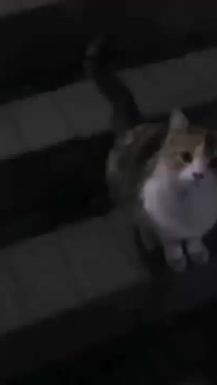 TikTok video thumbnail by zenkusik
