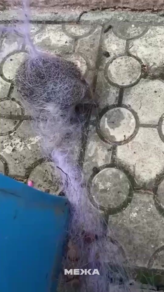 TikTok video thumbnail by mezha_net