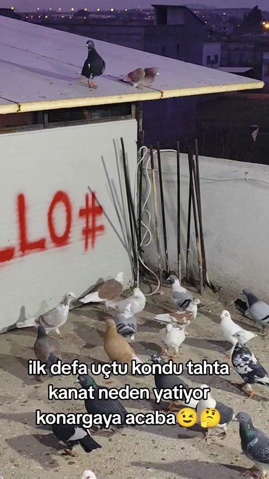 TikTok video thumbnail by yusufcan.01800