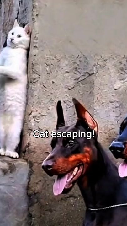 TikTok video thumbnail by cats_vedios