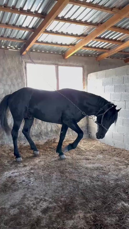 TikTok video thumbnail by davit_shetekauri