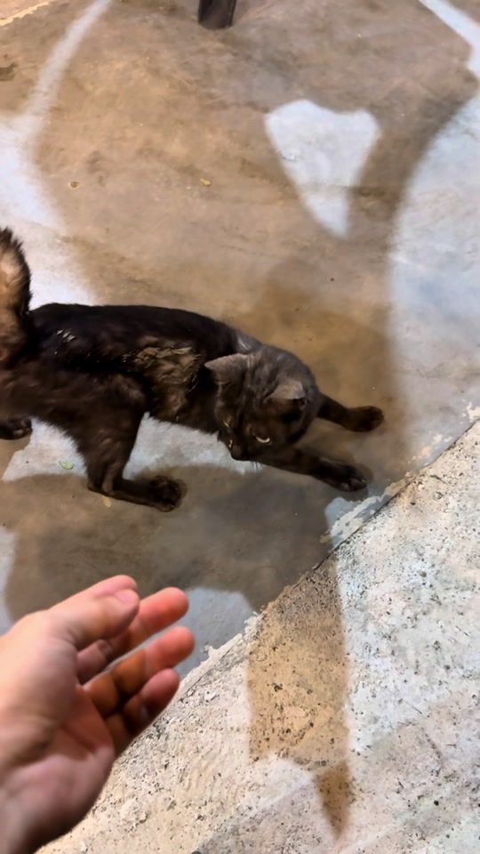 TikTok video thumbnail by kucing.yatiim