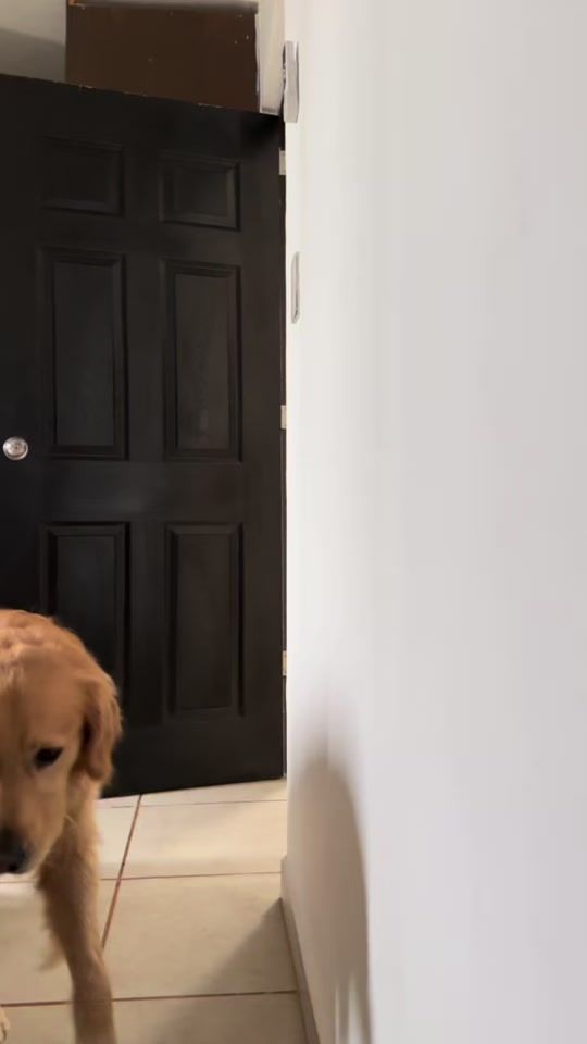 TikTok video thumbnail by teddythegoldenrt