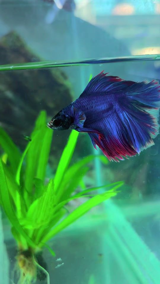 TikTok video thumbnail by aquaticapets