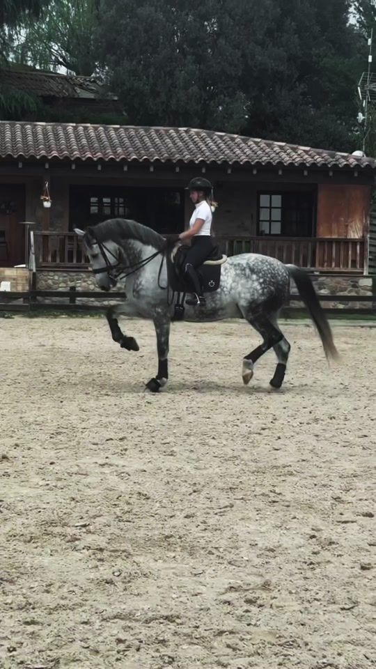 TikTok video thumbnail by horse_agent_