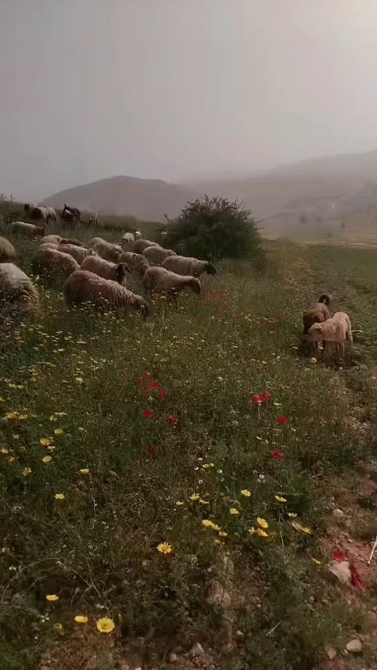 TikTok video thumbnail by 1abogaseer