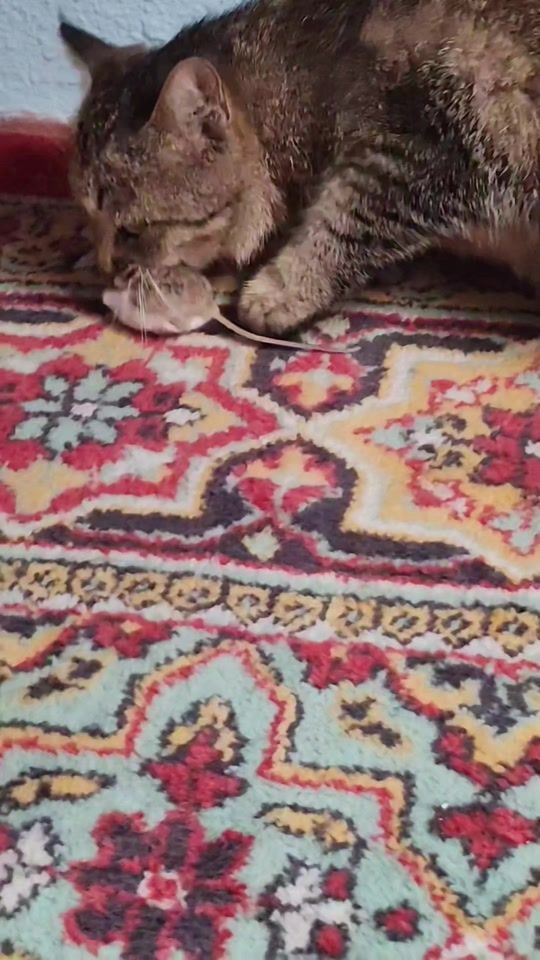 TikTok video thumbnail by 8leyla2