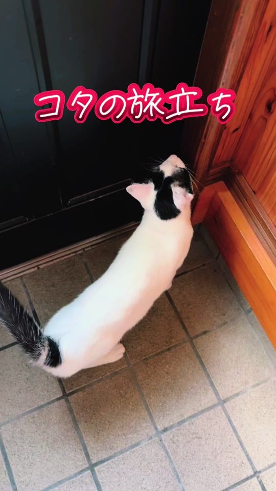 TikTok video thumbnail by rinrin0521_0521