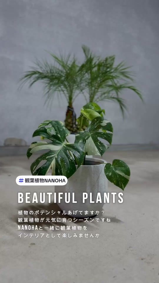 TikTok video thumbnail by nanoha.plants