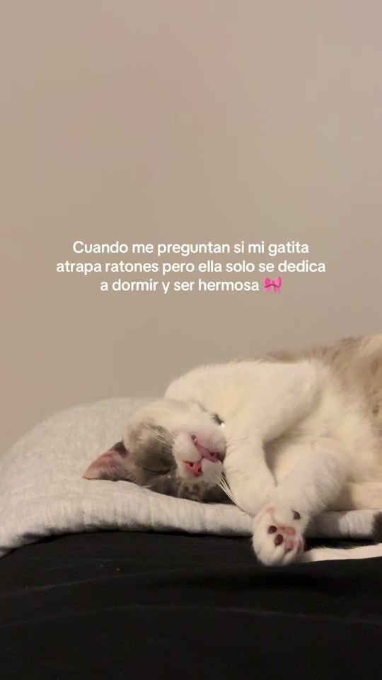 TikTok video thumbnail by pauabeyro