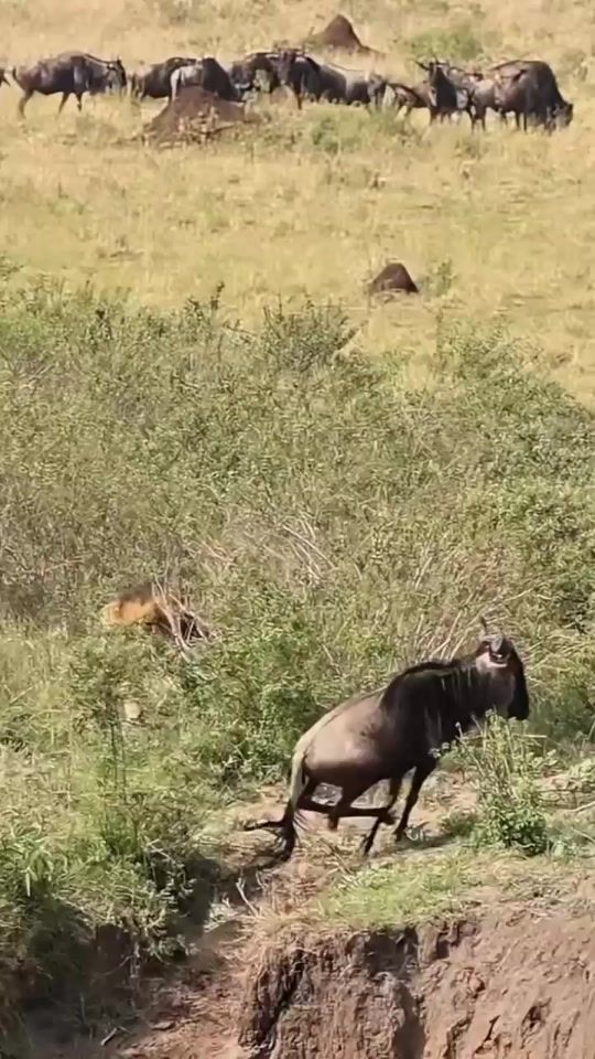 TikTok video thumbnail by wildlife.94