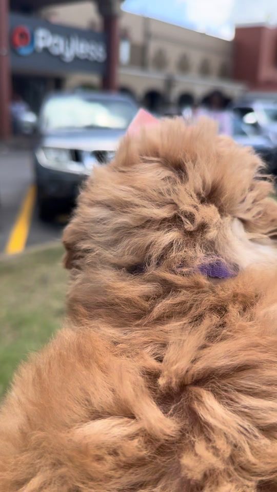 TikTok video thumbnail by poodlefactory_