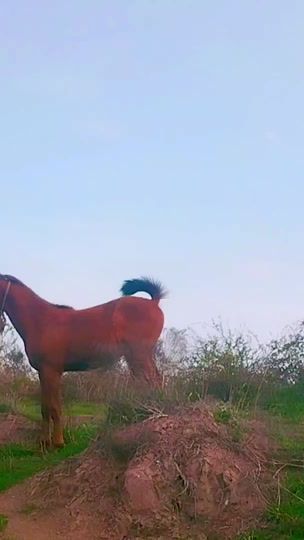 TikTok video thumbnail by elcin_beyleqan