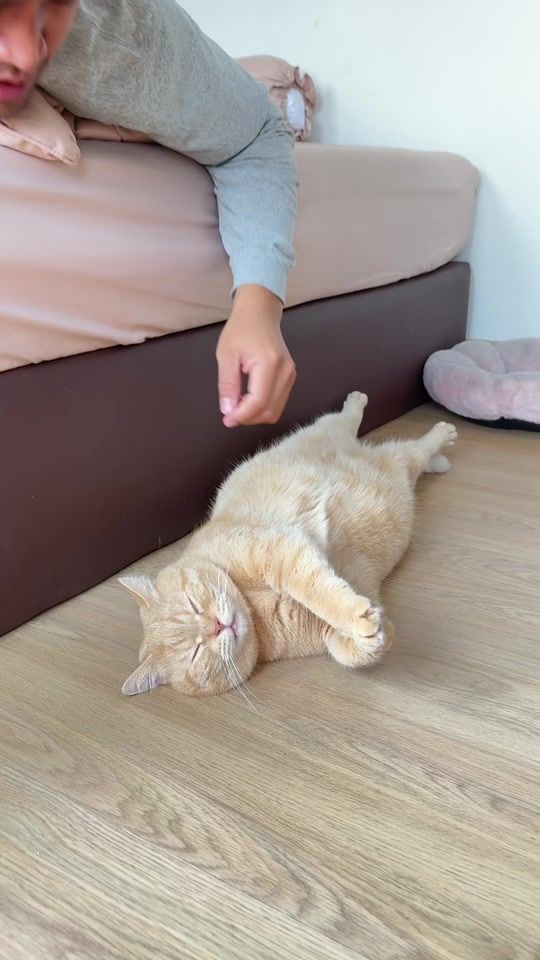 TikTok video thumbnail by pp_meawsom