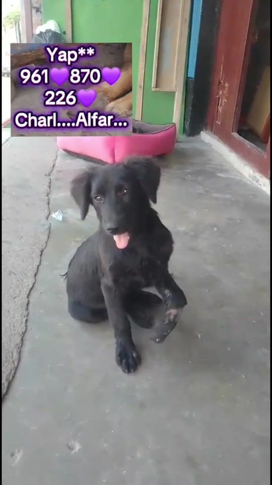 TikTok video thumbnail by williamsalfarolop