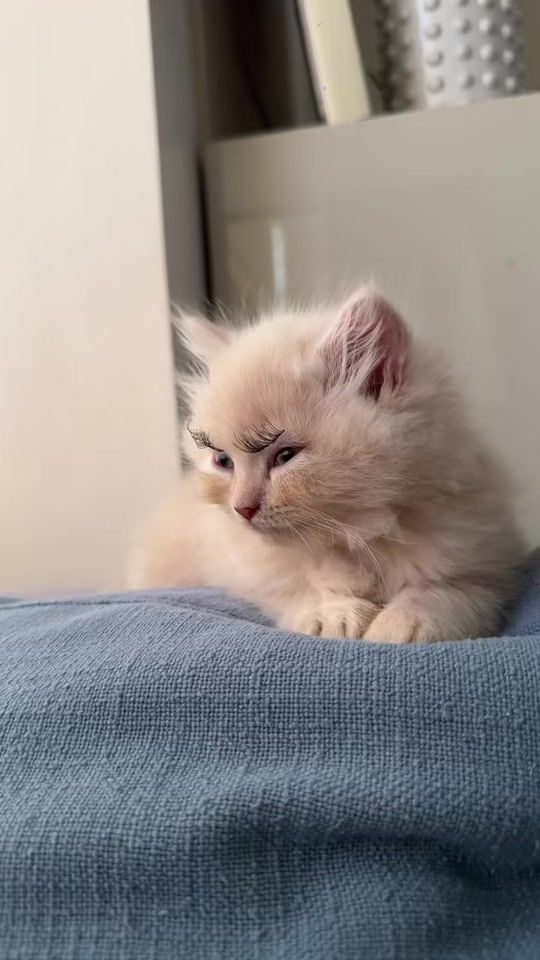 TikTok video thumbnail by brilliant88