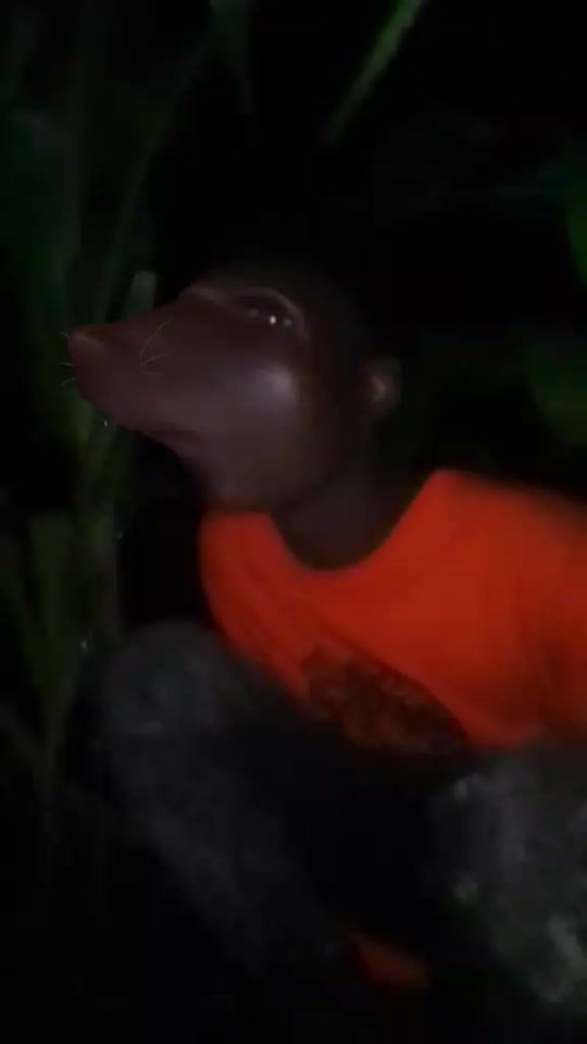 TikTok video thumbnail by kingpro9127
