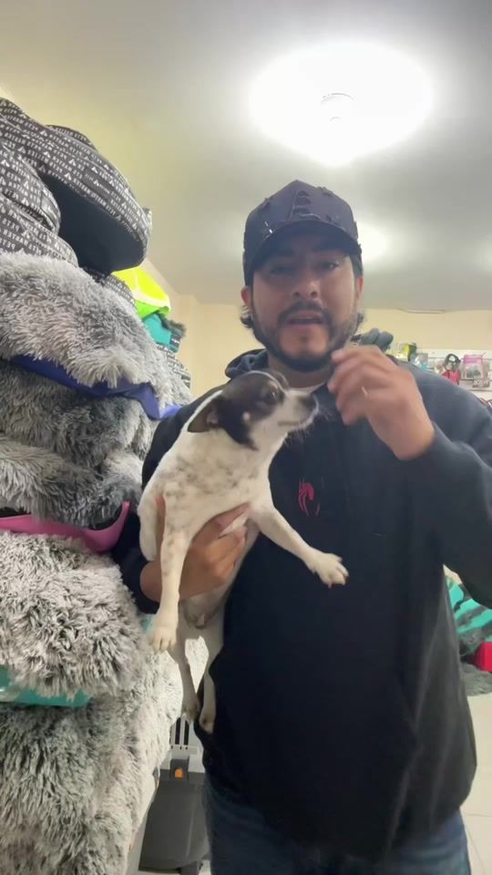 TikTok video thumbnail by masterpetss
